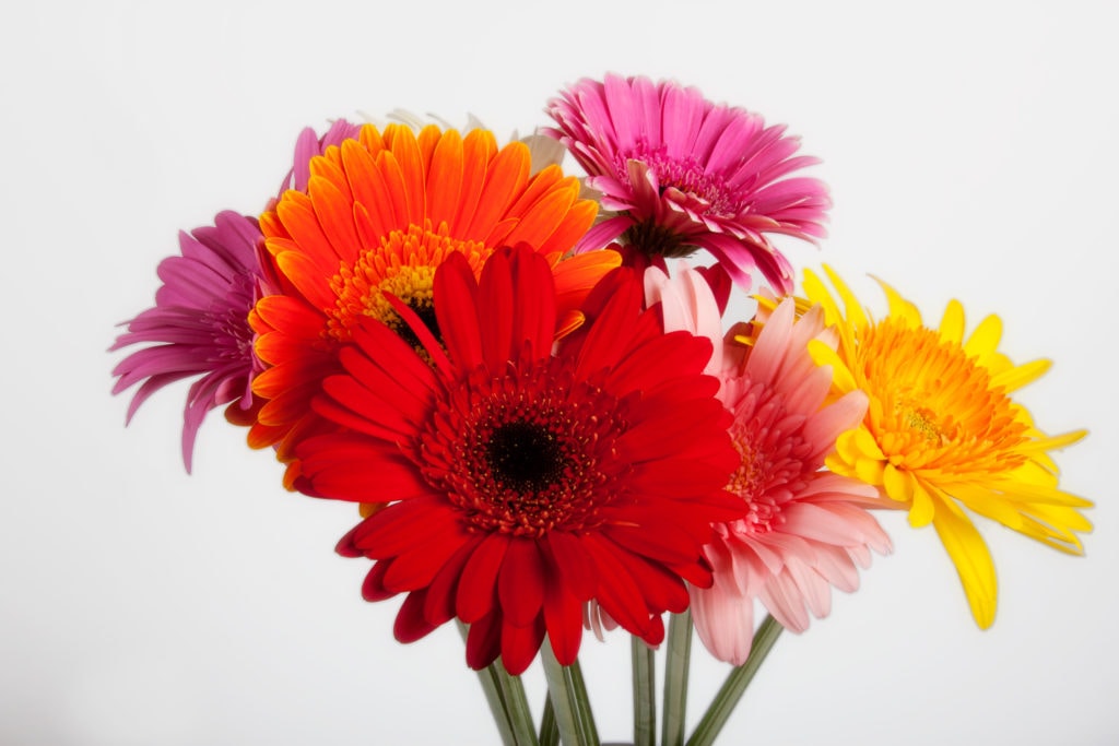 Idées cadeaux aux profs Fleurs