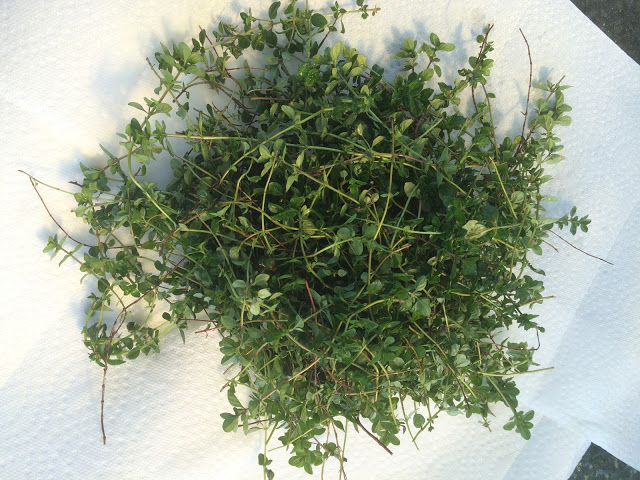 Faire sécher les fines herbes Cinq Fourchettes 