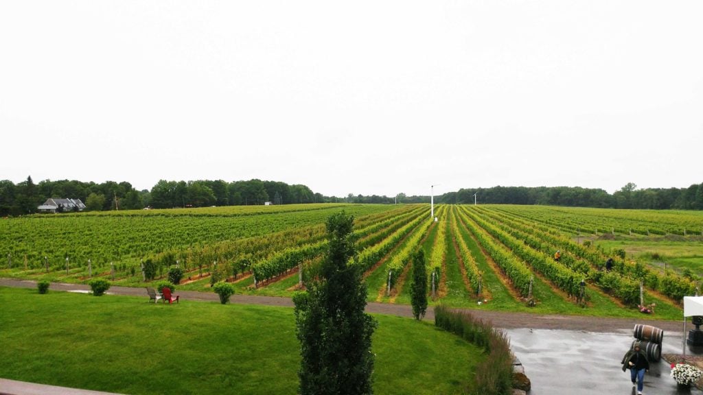 Tourisme : Vignoble Rivière du Chêne / Cinq Fourchettes