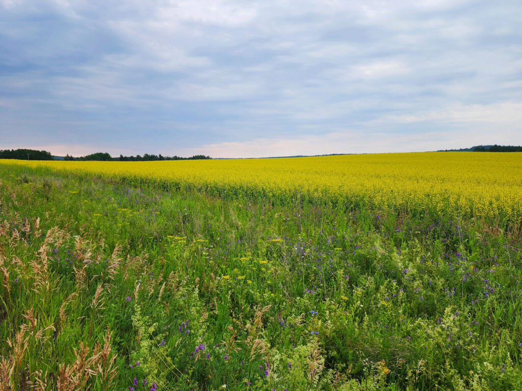 champ de canola Abitibi-Témiscamingue cinq fourchettes voyage gourmand Québec